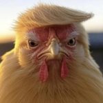 xiyubao的头像-春日ACG