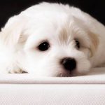 隐入灬尘烟的头像-春日ACG